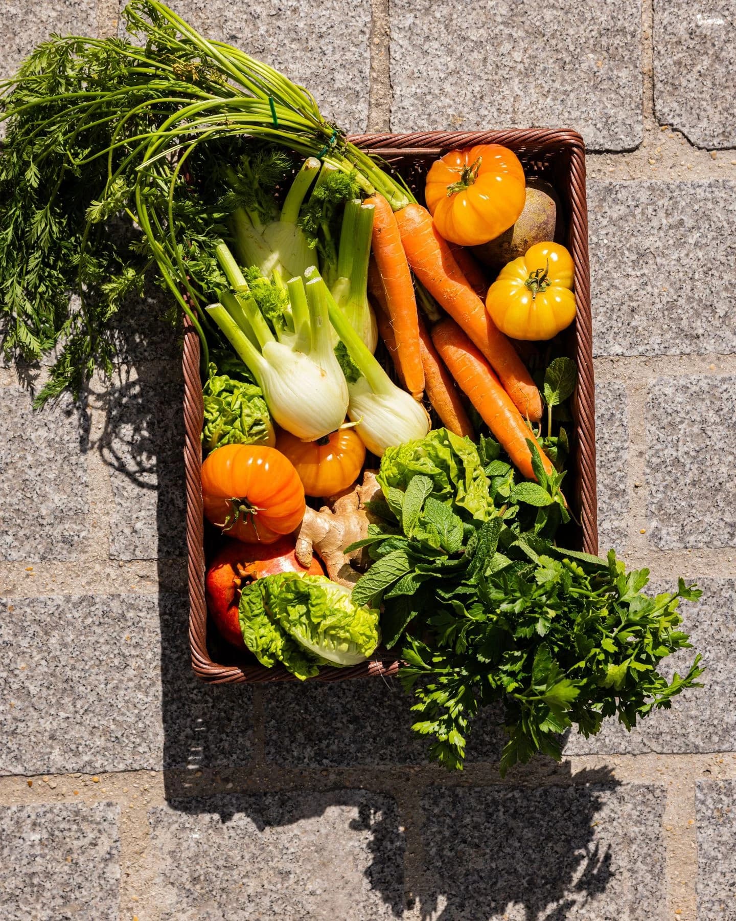 Panier de fenouil, carottes, tomates, salades et herbes fraîches